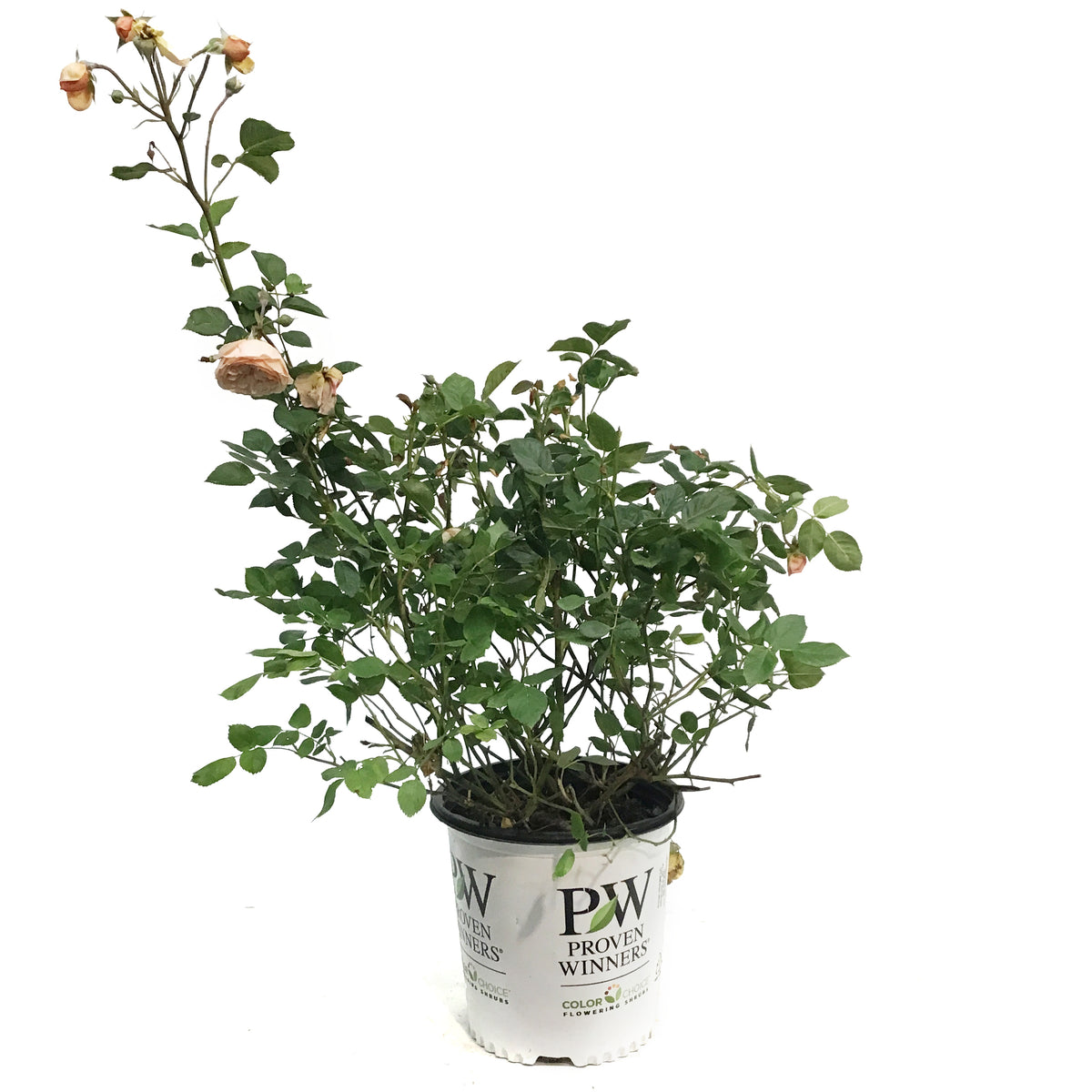 Rose, 2gal, Honey Apricot