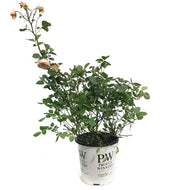 Rose, 2gal, Honey Apricot
