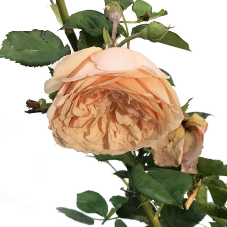 Rose, 2gal, Honey Apricot