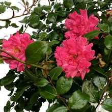 Load image into Gallery viewer, Rose, 2 gal, Double Pink
