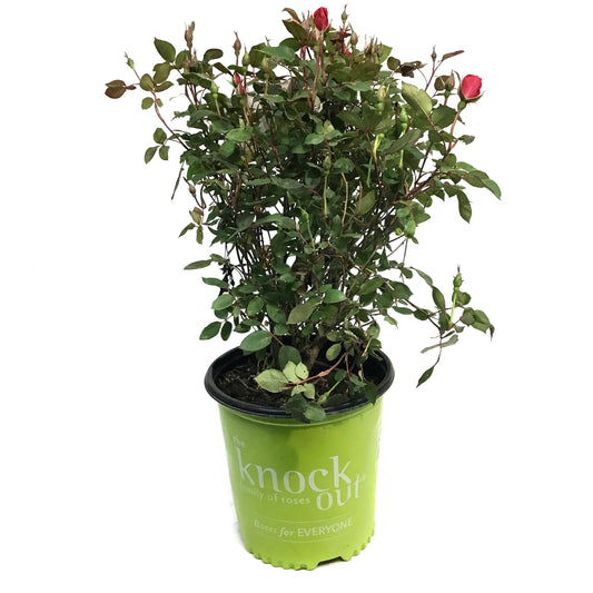 Rose, 2 gal, Knock Out, Double Red