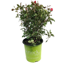 Load image into Gallery viewer, Rose, 2 gal, Knock Out, Double Red
