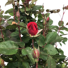 Load image into Gallery viewer, Rose, 2 gal, Knock Out, Double Red
