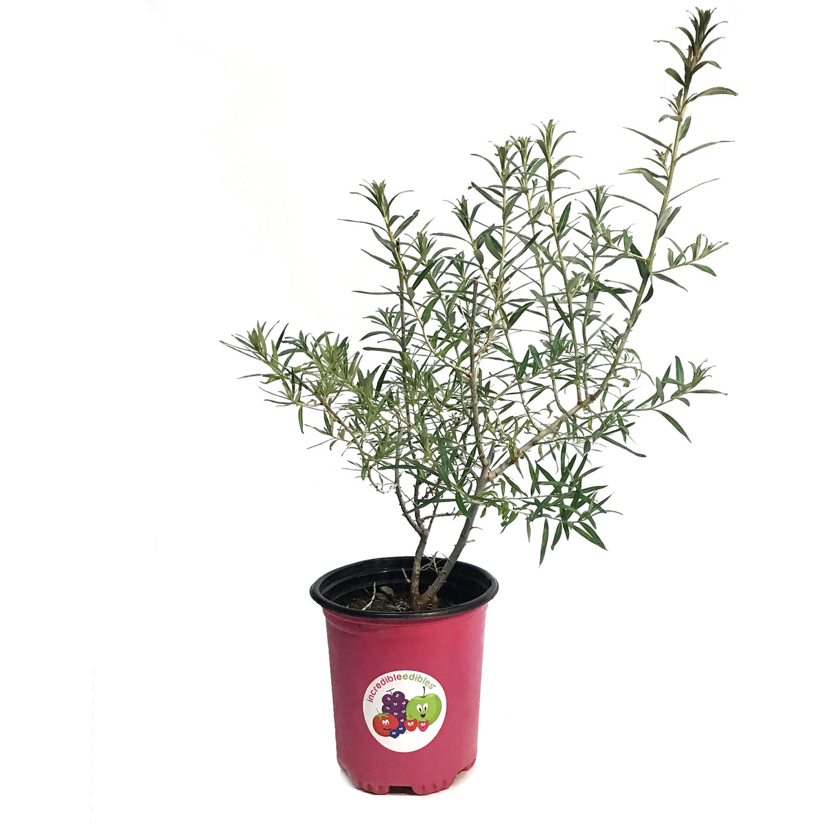 Sea Buckthorn, 1 gal, Askola (Female)