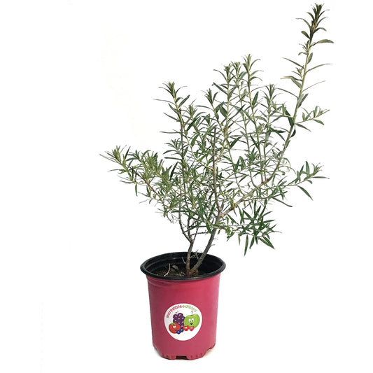 Sea Buckthorn, 1 gal, Askola (Female)