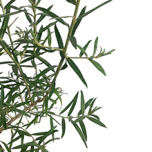 Load image into Gallery viewer, Sea Buckthorn, 1 gal, Askola (Female)
