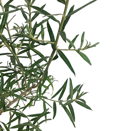 Sea Buckthorn, 1 gal, Askola (Female)