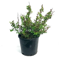Spirea, 2 gal, Tor Birchleaf