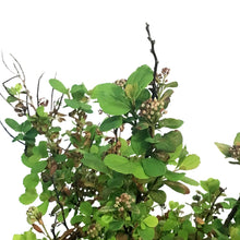 Load image into Gallery viewer, Spirea, 2 gal, Tor Birchleaf

