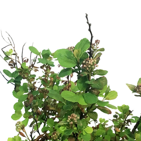 Spirea, 2 gal, Tor Birchleaf