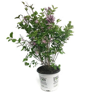 Lilac, 8in, Bloomerang® Dwarf Dark Purple
