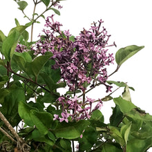 Load image into Gallery viewer, Lilac, 8in, Bloomerang® Dwarf Dark Purple
