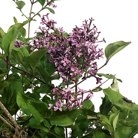 Lilac, 8in, Bloomerang® Dwarf Dark Purple