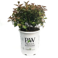 Weigela, 5 gal, Midnight Sun