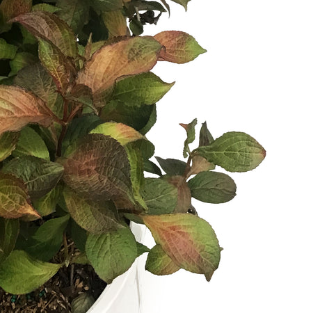 Weigela, 5 gal, Midnight Sun