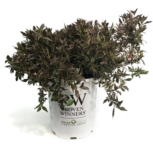 Weigela, 5 gal, My Monet Purple Effect