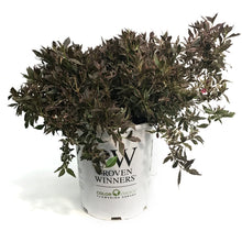 Load image into Gallery viewer, Weigela, 5 gal, My Monet Purple Effect
