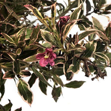 Weigela, 5 gal, My Monet Purple Effect