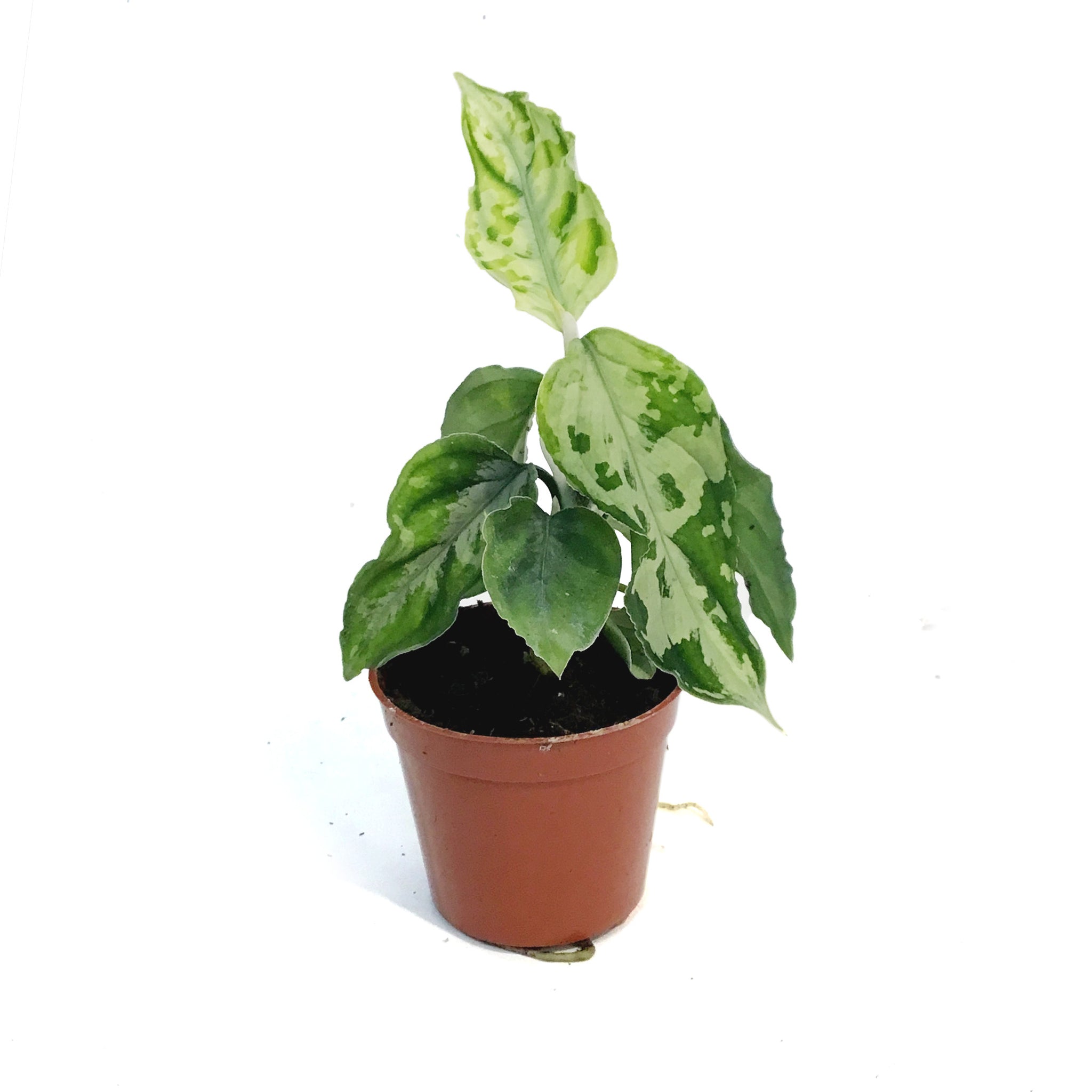 その他観葉植物 Aglaonema pictum Aglaonema, 3in, Pictum Tricolor White Flame – Floral Acres