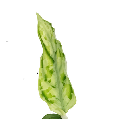 Aglaonema, 3in, Pictum Tricolor White Flame