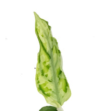 Load image into Gallery viewer, Aglaonema, 3in, Pictum Tricolor White Flame
