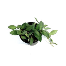 Load image into Gallery viewer, Hoya, 4in, Macrophylla Pot Of Gold
