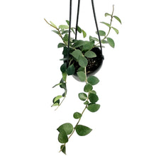 Load image into Gallery viewer, Hoya, 4in, Nummularioides, Hanging Basket
