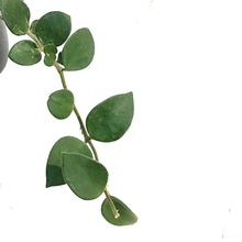 Load image into Gallery viewer, Hoya, 4in, Nummularioides, Hanging Basket
