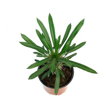 Load image into Gallery viewer, Madagascar Palm, 4in, Pachypodium Lamerei
