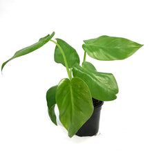 Load image into Gallery viewer, Philodendron, 4in, Giganteum Blizzard Variegated
