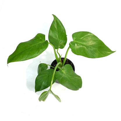 Philodendron, 4in, Giganteum Blizzard Variegated