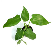 Load image into Gallery viewer, Philodendron, 4in, Giganteum Blizzard Variegated
