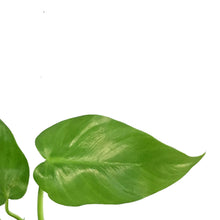 Load image into Gallery viewer, Philodendron, 4in, Giganteum Blizzard Variegated
