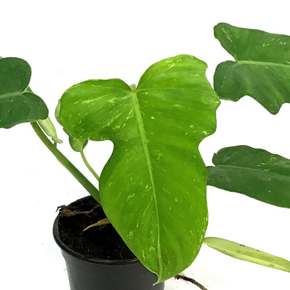 Philodendron, 4in, Mottled Dragon
