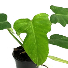 Load image into Gallery viewer, Philodendron, 4in, Mottled Dragon
