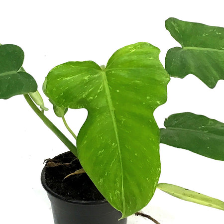 Philodendron, 4in, Mottled Dragon