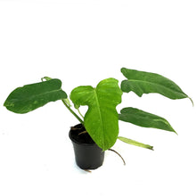 Load image into Gallery viewer, Philodendron, 4in, Mottled Dragon
