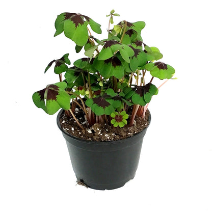 Oxalis, 6in, Iron Cross