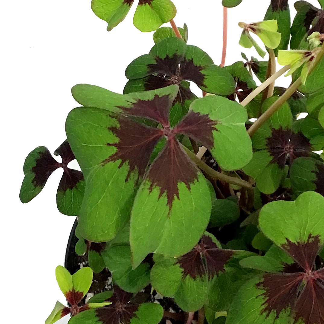 Oxalis, 6in, Iron Cross