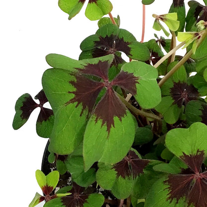 Oxalis, 6in, Iron Cross