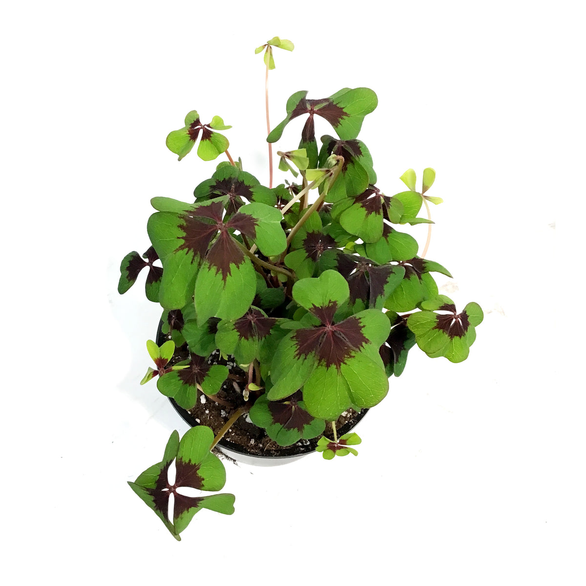 Oxalis, 6in, Iron Cross