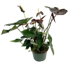 Load image into Gallery viewer, Anthurium, 6in, Chocolate
