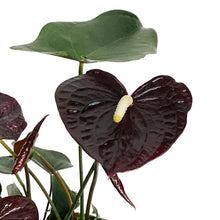 Load image into Gallery viewer, Anthurium, 6in, Chocolate
