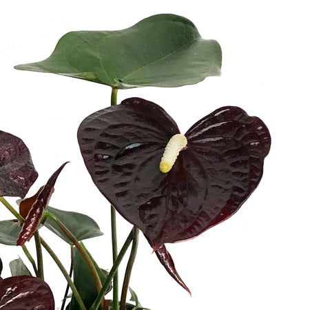 Anthurium, 6in, Chocolate