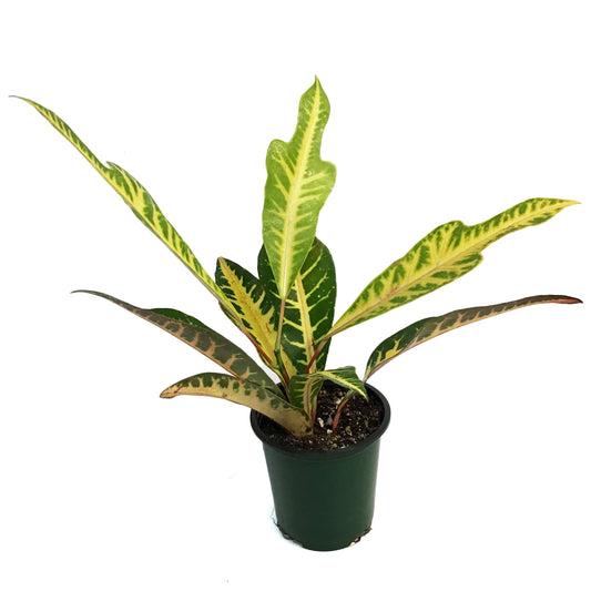 Croton, 3.5in, AFD 5