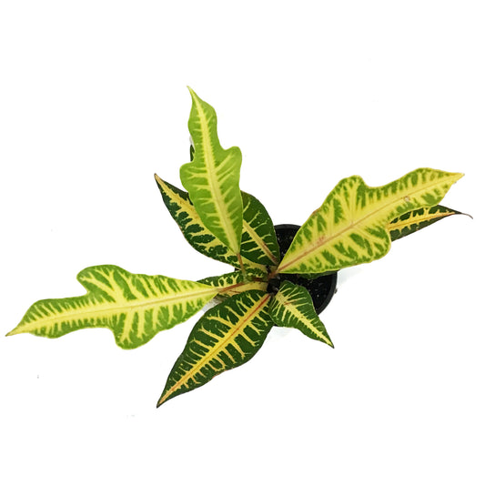 Croton, 3.5in, AFD 5
