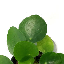 Load image into Gallery viewer, Pilea, 3.5in, Peperomioides
