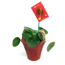 Load image into Gallery viewer, Lunar, Pilea, 4in, Peperomioides
