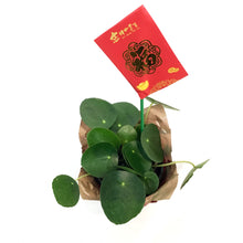 Load image into Gallery viewer, Lunar, Pilea, 4in, Peperomioides
