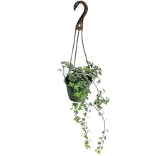 Load image into Gallery viewer, Ivy, 6.5in Hanging Basket, English Varigated
